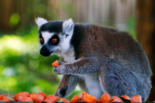 Blog: dieren uit Madagascar 1