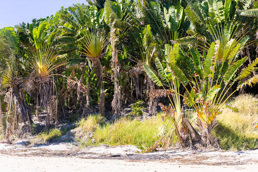 Blog: Pflanzen von Madagaskar 3