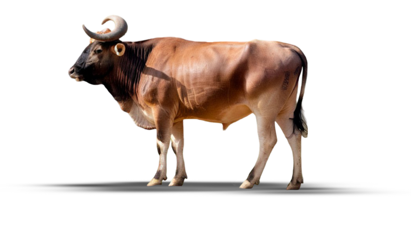 Zebu