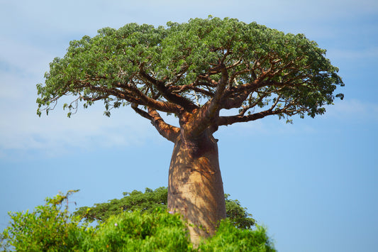 Blog: Pflanzen von Madagaskar 2