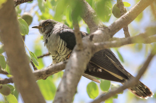 Blog: dieren uit Madagascar 1