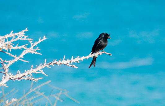 Blog: dieren uit Madagascar 2