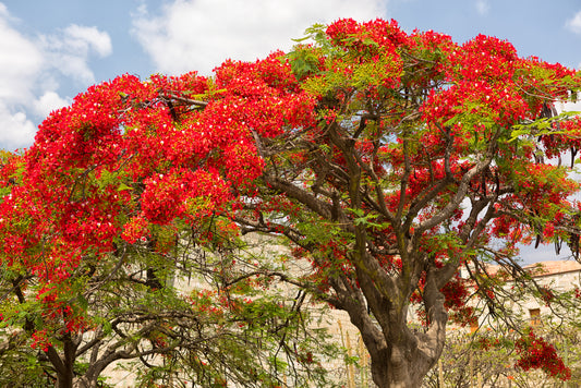 Blog: Plants of Madagascar 2