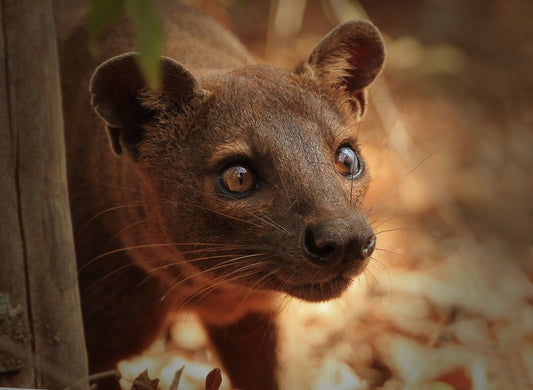 Blog: dieren uit Madagascar 2