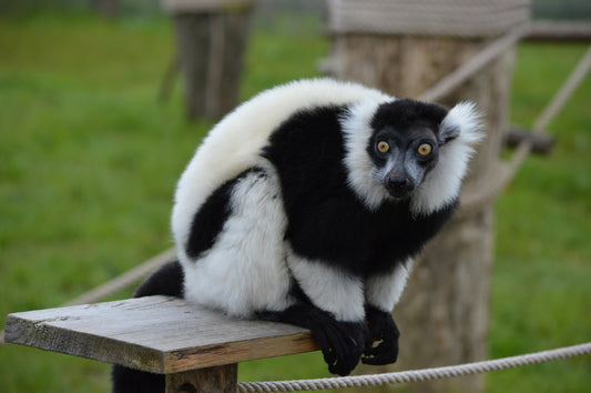 Blog: animals from Madagascar 1