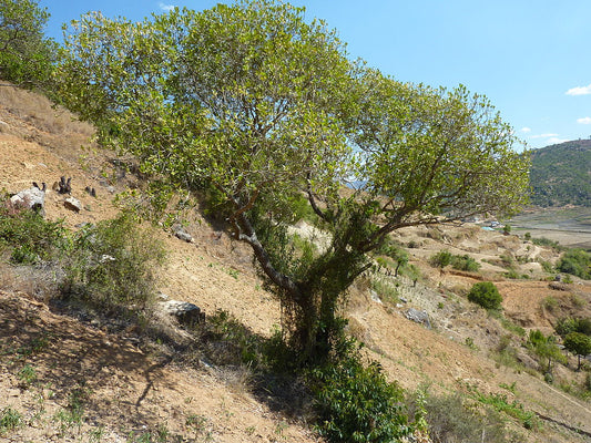 Blog: Pflanzen von Madagaskar 1