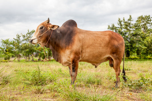 Blog: dieren uit Madagascar 1